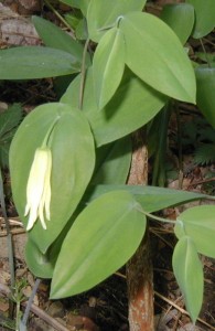 A lemony yellow single dangling flower of perfoliate bellwort.