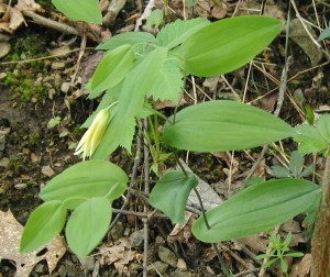 The Perfoliate Bellwort with its pierced leaves and single flower.