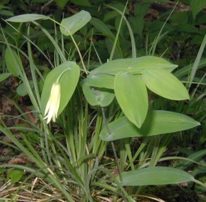 Another example of perfoliate bellwort.