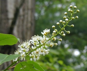 Flower buds opening on a cluster of black cherry blossoms.