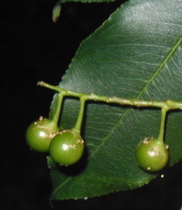 Three cherries left on the stem.