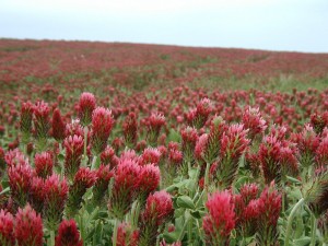 Crimson clover as far as the eye can see.