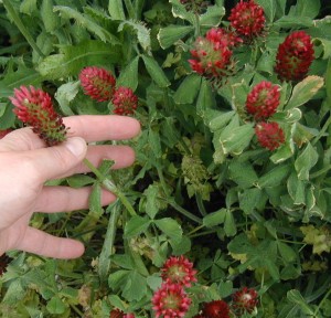 Trifoliate leaves and red heads of crimson clover.