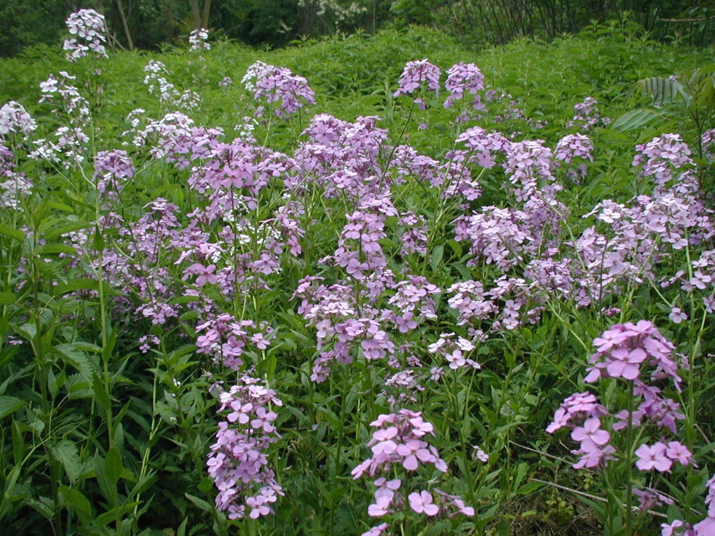 Dame’s Rocket Blooms in Purple and White – wildeherb.com