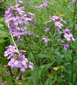 Spreading purple clusters of Dame's Rocket.