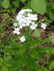 Flowering stalk with alternating leaves and four petal flowers.