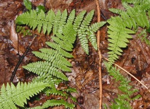 Hay-scented ferns growing singly in the forest.