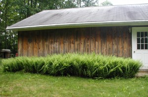 Lush ferns growing on the north side of the garage.