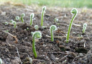 Fiddleheads rise up out of the earth.