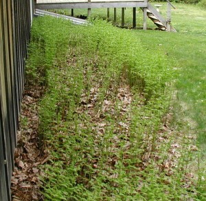 Ferns on the north side of garage filling in.