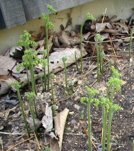 Unrolling fern fronds.