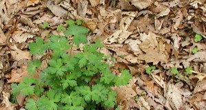 New York geranium spreading out.