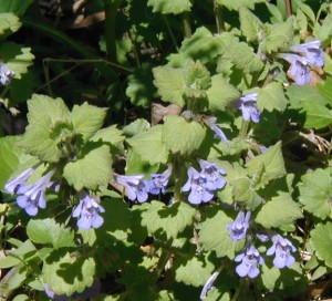 Springtime flowers of ground-ivy or gill-over-the-ground.