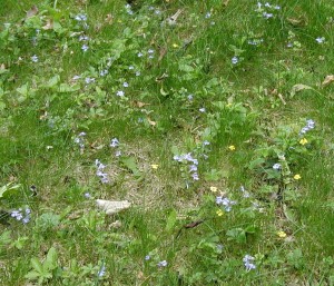 Blue and yellow yard flowers.