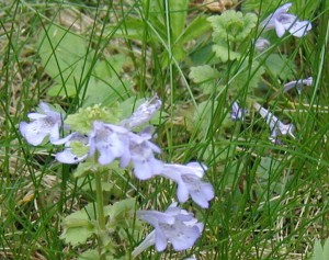 Flowers come out from under the leaf axils.