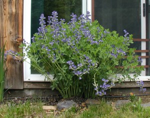 Flowering blue false indigo.