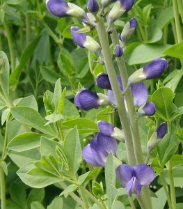 Purple flower spikes and clover-like leaves of blue false indigo.