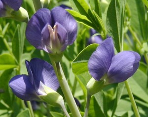 Pea-type flowers of blue false indigo.