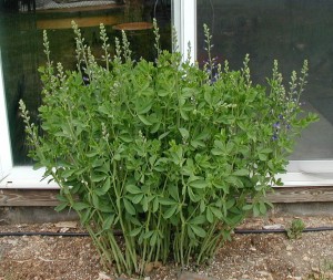 Look for the blue false indigo to start blooming in the beginning of May.
