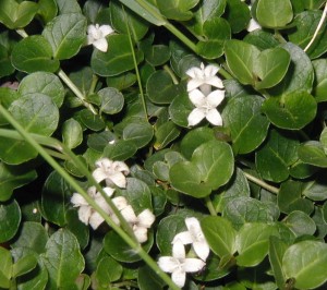 Small, rounded opposite leaves and twin flowers of partridgeberry.