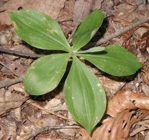 Large whorled pogonia plant with seed head.