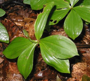 Another specimen of Whorled Pogonia with seeds developing.