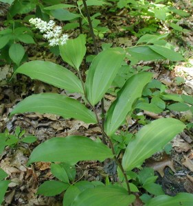 False Solomon's Seal with its terminal cluster of flowers.