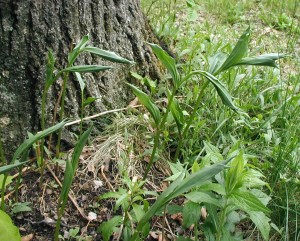 False Solomon's Seal leaves sprouting from the ground.