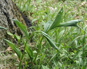 A closer look at the twisted stalks of False Solomon's Seal emerging from the ground.