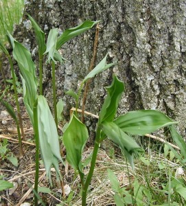 Frontal view of False Solomon's Seal leaves unfurling.