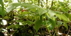 Smooth Solomon's Seal with its dangling axial flowers.