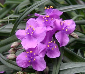 Pretty Spiderwort flowers.