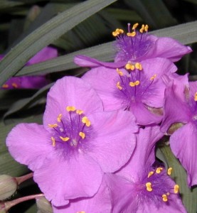 Beautiful purple blossoms.