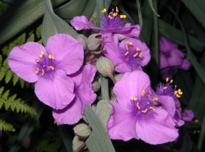 Purple spiderwort flowers are hairy in the center.