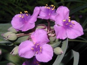 Beautiful spiderwort flowers!