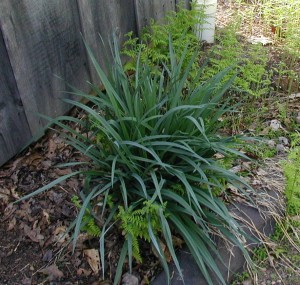 Spiderwort greenery getting taller.