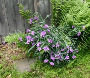 Many purple-blue flowers of spiderwort.