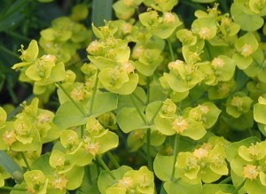 Close look at the inconspicuous flowers of Cypress Spurge.