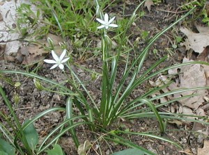 Star-of-Bethlehem acquired from the roadside.