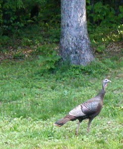 Turkey in the back yard.