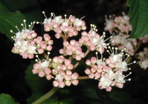 Pink flower buds of maple-leaved viburnum.