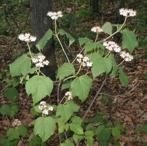 Clusters of maple-leaved viburnum flowers.