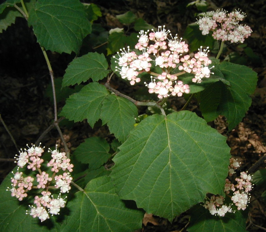 MapleLeaved Viburnum Blooms Pink and White