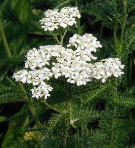 A cluster of yarrow flowers.