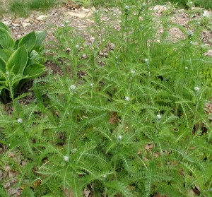 Foliage and flower buds of native yarrow.