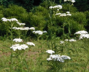 A side view of a patch of yarrow flowers.