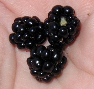 Juicy ripe blackberries. Photo taken 29 June 2010.