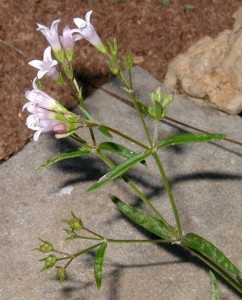 Clusters of small trumpet-like flowers held above pairs of narrow leaves.