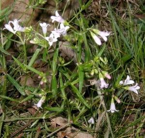 Longleaf Summer Bluets bloom among the grass in the lawn.