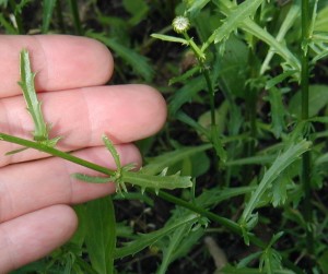 Leaves are sparse and very narrow with widely separated pointed teeth.